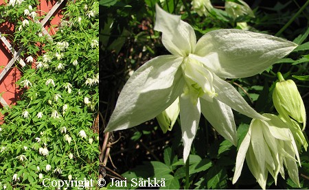Clematis Alpina-ryhmä 'White Swan' tarha-alppikarho